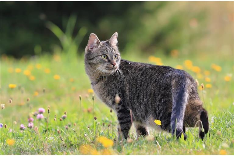 Erfahren Sie, wie man Katzen effektiv vertreiben und dauerhaft von Garten fernhalten kann. Die wirksamsten Tipps im Überblick.