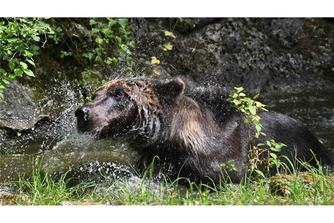 Erfrischendes Bad: Braunbär Mykhailo plantscht im Alternativen Bärenpark Worbis.