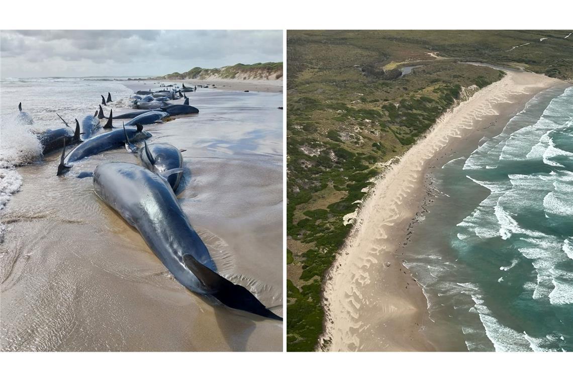 Es war die erste Strandung dieser Spezies seit 50 Jahren.