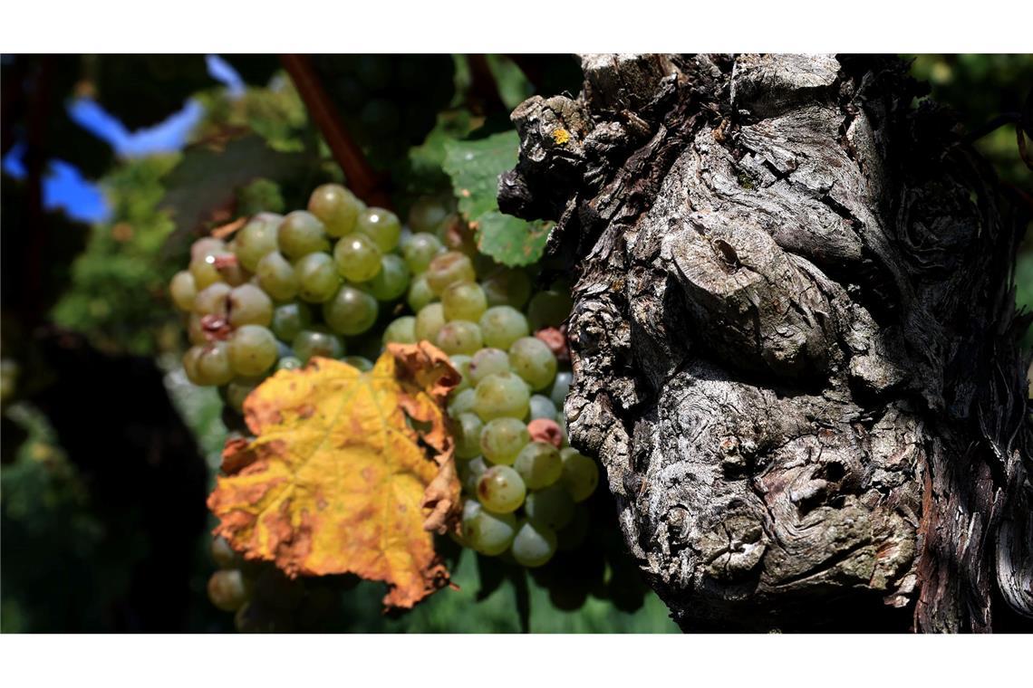 Extreme Wetterlagen wirken sich auf die Weinlese für den Jahrgang 2024 aus. (Archivbild)