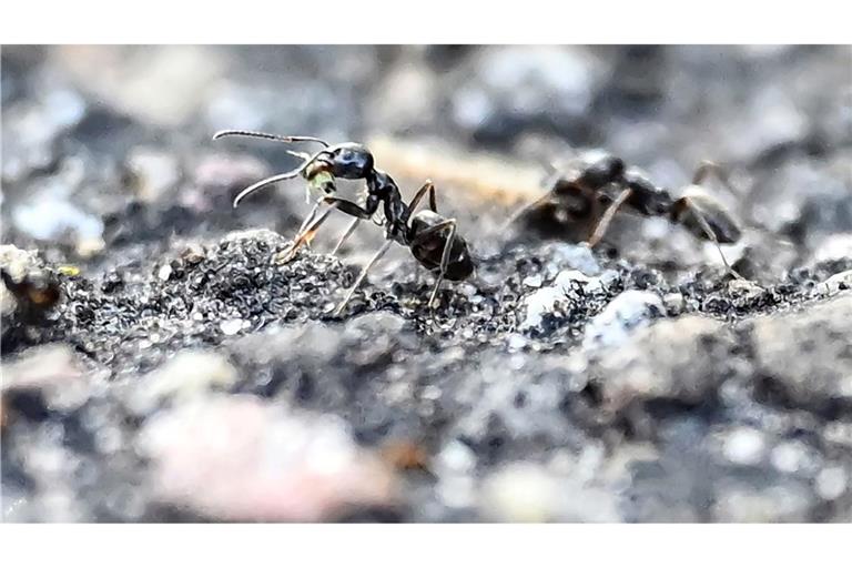 Fleissige Ameisen. Ein Kinderspielplatz in Kehl ist wegen einer Ameiseninvasion gesperrt.