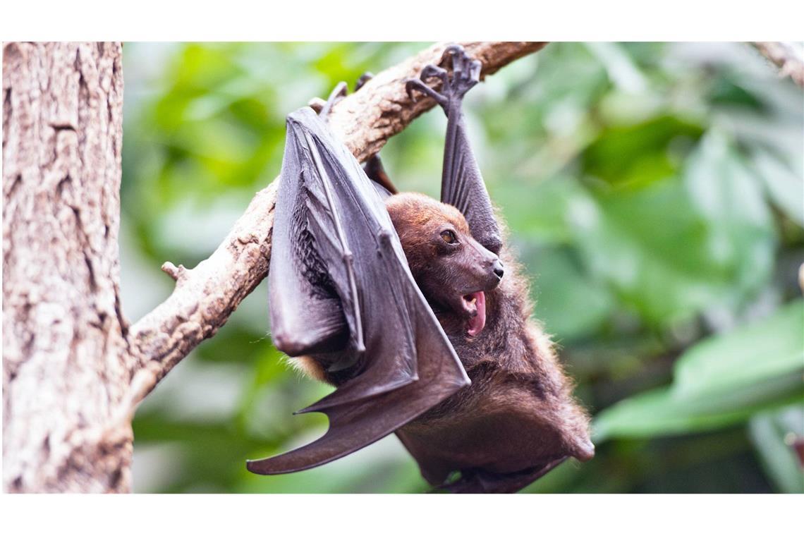 Flughunde stellen die größten Fledertierarten dar. Sie sind in tropischen und subtropischen Regionen in Afrika, im indischen Ozean (Malediven), dem südlichen Asien, Australien und dem westlichen Ozeanien verbreitet.