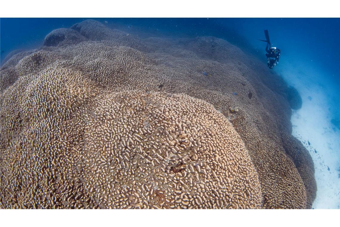 Forscher des Programms Pristine Seas von National Georgraphic haben nach eigenen Angaben eine Koralle entdeckt, die größer ist als alle bislang bekannten.