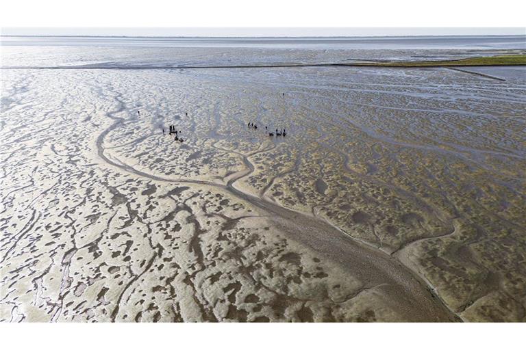 Forscher stehen bei Nordstrand an einer Ausgrabungsstelle im Watt.