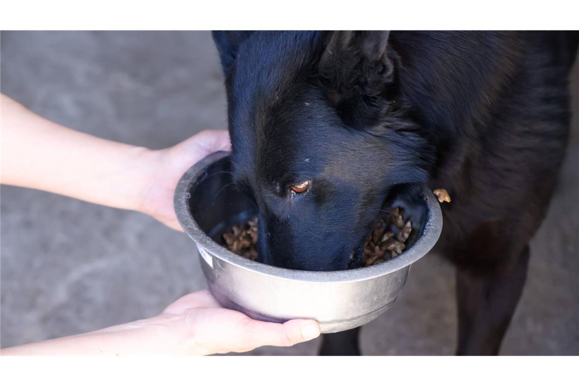 Fressnapf hat mehrere Chargen Hundefutter zurückgerufen (Symbolbild).