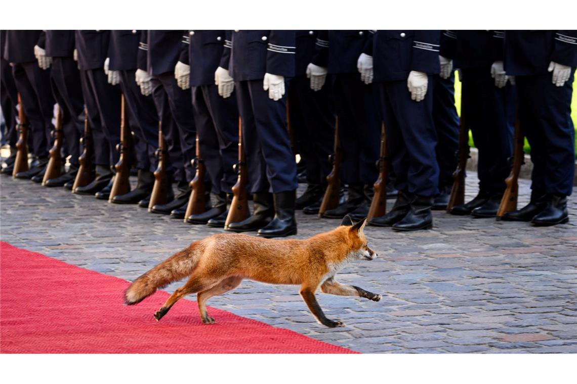 Fuchs auf dem roten Teppich beim Empfang für den mauretanischen Präsidenten