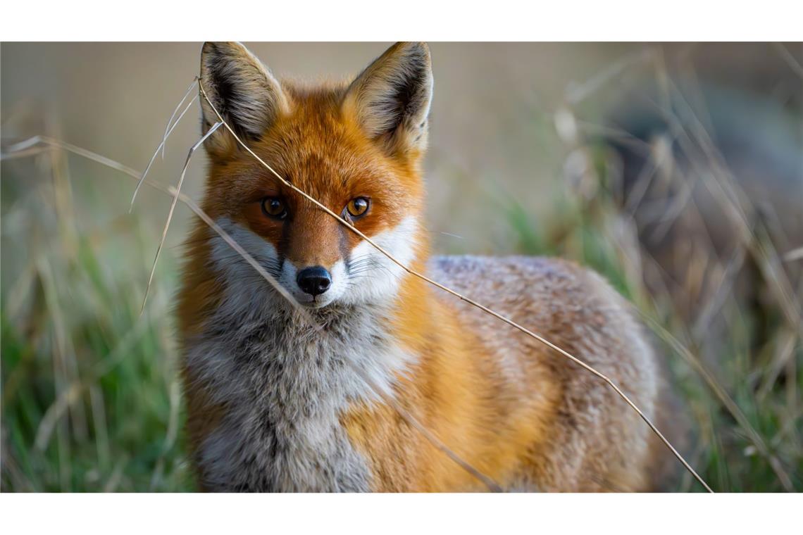 Füchse sind anpassungsfähig und schlau. Die Tiere sind weltweit verbreitet, im Wald, Stadt und sogar in (Eis-)wüsten. (Archivbild)