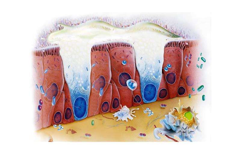 Für die Beschaffenheit des Mucus sind bestimmte Glykoproteine verantwortlich, die sogenannten Mucine. Im Zusammenspiel mit ihrer jeweiligen Umgebung bestimmten sie, ob der Schleim dünnflüssig wie in der Lunge oder zäher wie im Magen ist.