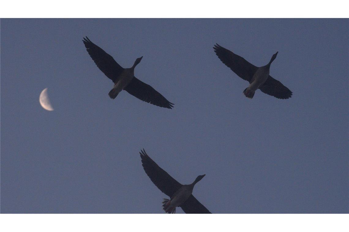 Gänse fliegen am frühen Morgen am Mond vorbei.