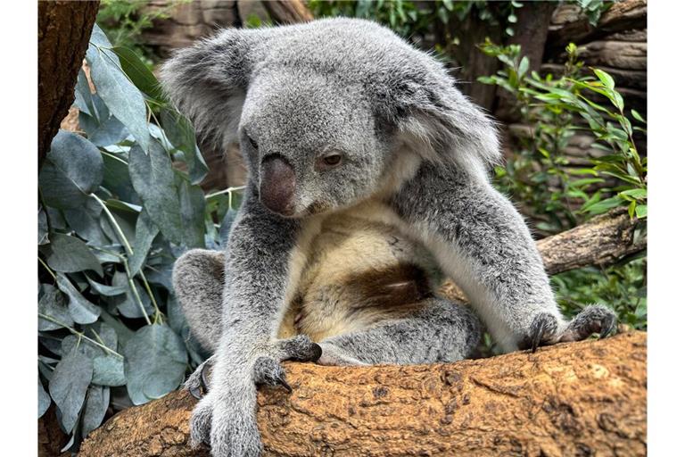 Gleich zwei Koala-Weibchen in der Wilhelma haben Nachwuchs. Die Babys sind noch im Beutel und noch nicht voll zu sehen.