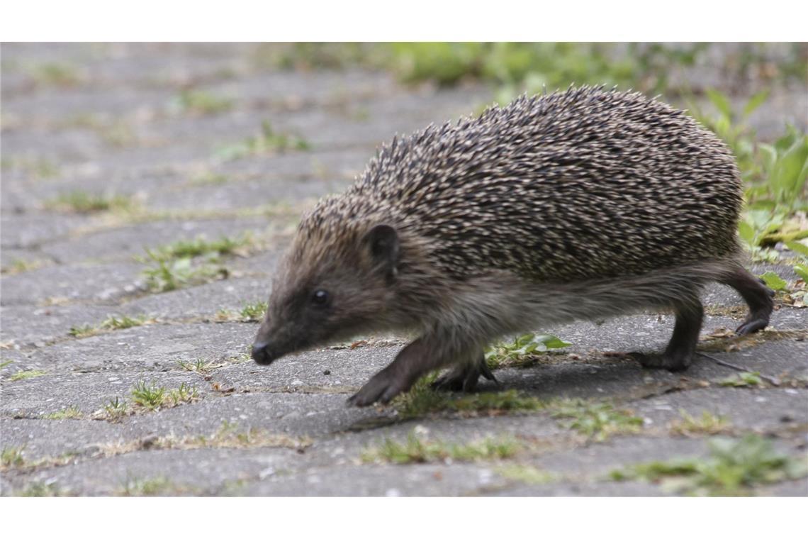 Größer als man so denkt: Igel