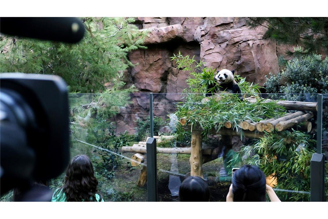 Große Pandabären sind nicht nur niedlich, sondern auch sehr selten.