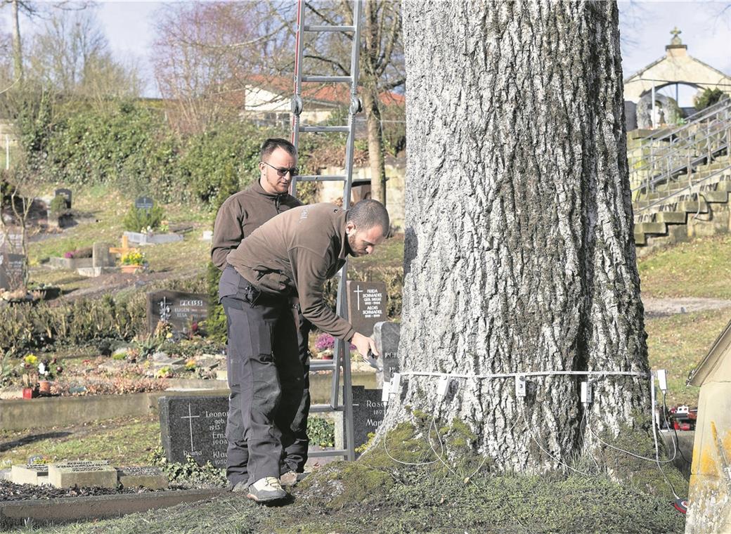 Heiko Münzing (vorne) und Thomas Friedrich sind gerade dabei, Sensoren am unteren Stamm anzubringen, um später mithilfe einer Schalltomografie beurteilen zu können, ob das Holz noch in gutem Zustand ist oder möglicherweise größere nasse und faule Stellen aufweist. Fotos: J. Fiedler