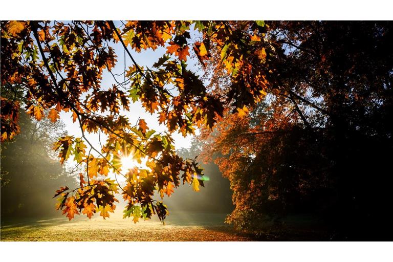 Herbst in Niedersachsen: Die aufgehende Sonne scheint auf einen Baum im Georgengarten der Herrenhäuser Gärten.

Ist das verständlicher für Kinder?