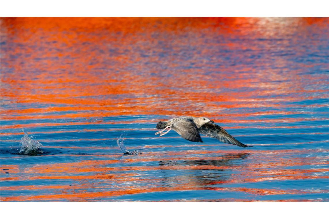 Herbstliches Wetter: Eine Möwe gleitet über das Wasser in dem historischen Fischerdorf Freest.