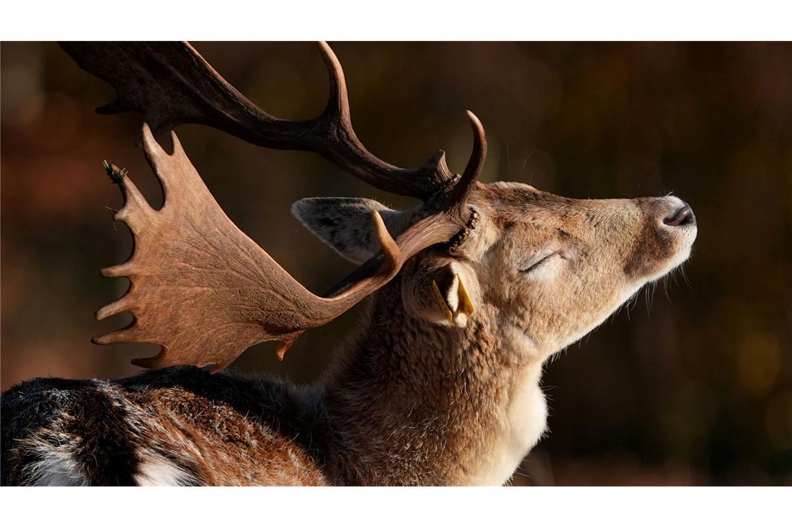 Herbstwetter in England: Ein Damhirsch genießt die Morgensonne in einem Park in der Nähe von Ashford im englischen Kent.