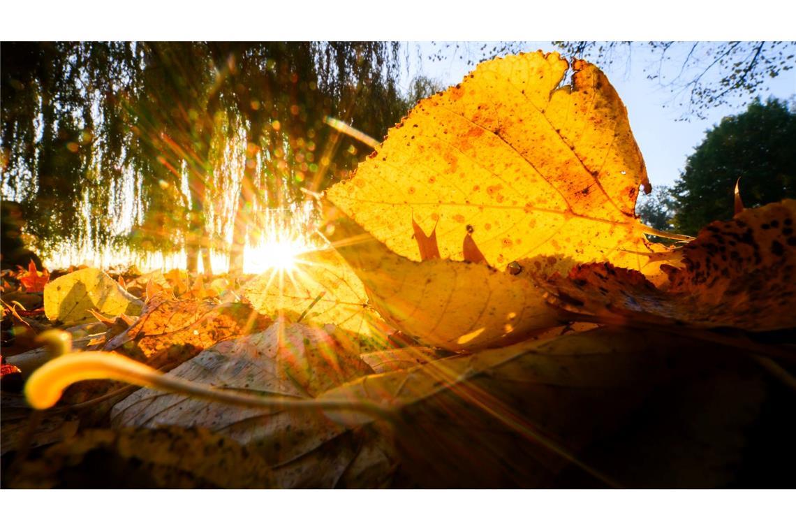 Herbstzeit: Die aufgehende Sonne taucht ein Blatt in goldenes Licht.