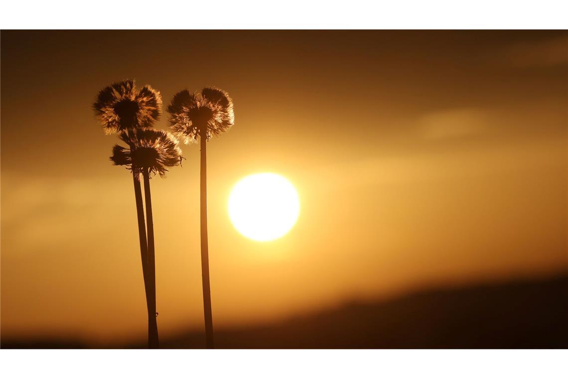 Hinter "Pusteblumen" geht am Morgen die Sonne auf.