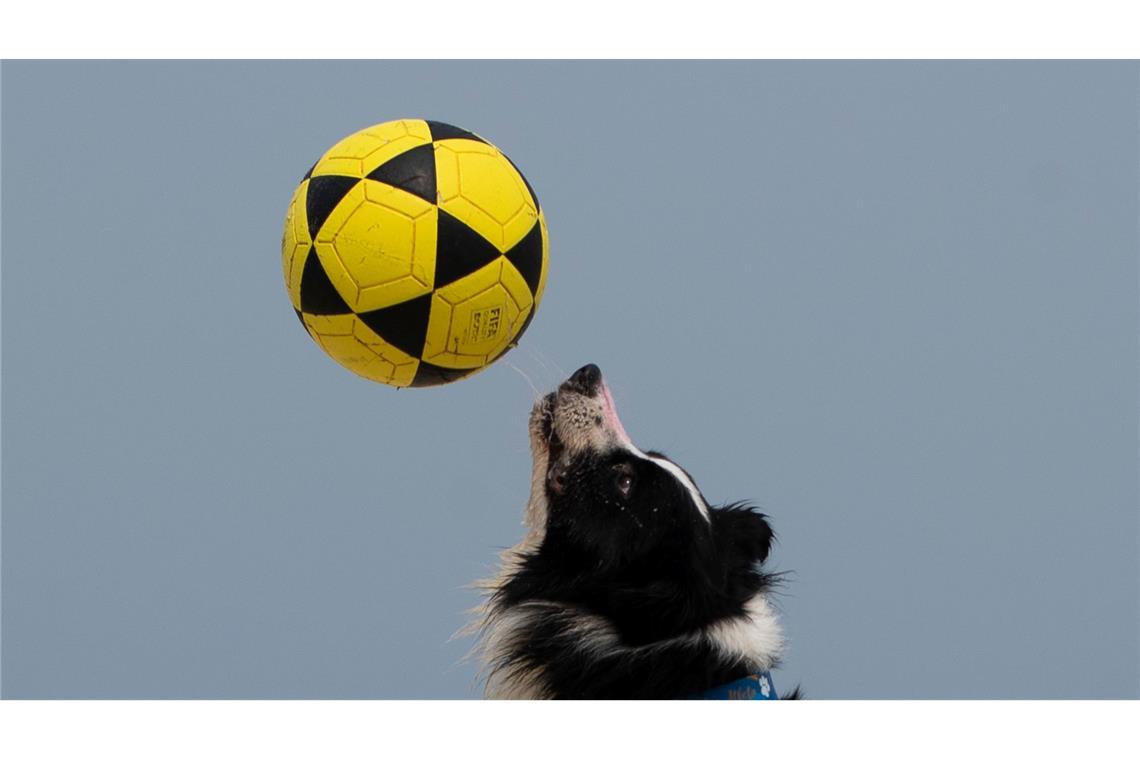 Hunde in Aktion: Border Collie "Floki" spielt Footvolley in Rio de Janeiro