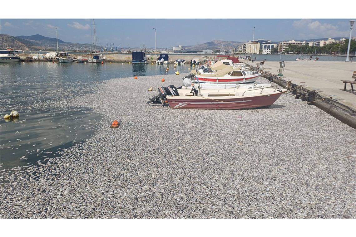 Hunderttausende tote Fische werden in den Hafen von Volos geschwemmt.