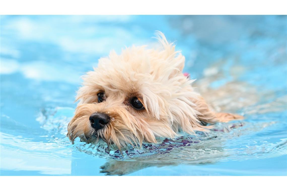 Hundeschwimmen in Mannheim: Die Vierbeiner dürfen zum Ende der Saison ins Wasser.