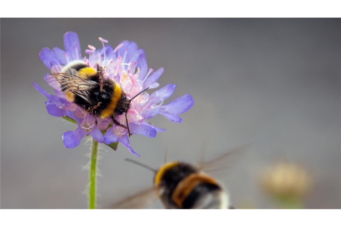 Im Anflug: Eine Hummel versucht auf der Blüte einer Witwen-Wiesenblume zu landen, die allerdings von einer anderen Hummel bereits besetzt ist.