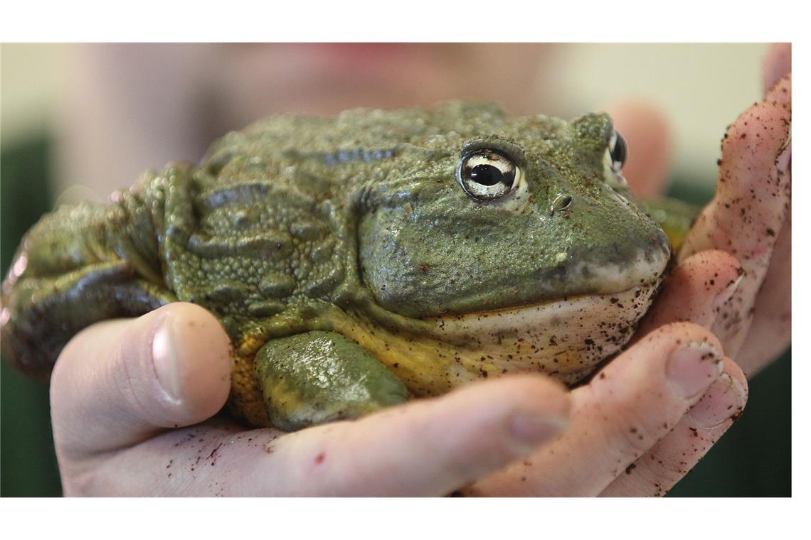 Im aufgeplusterten Zustand sieht der Ochsenfrosch richtig bedrohlich aus.