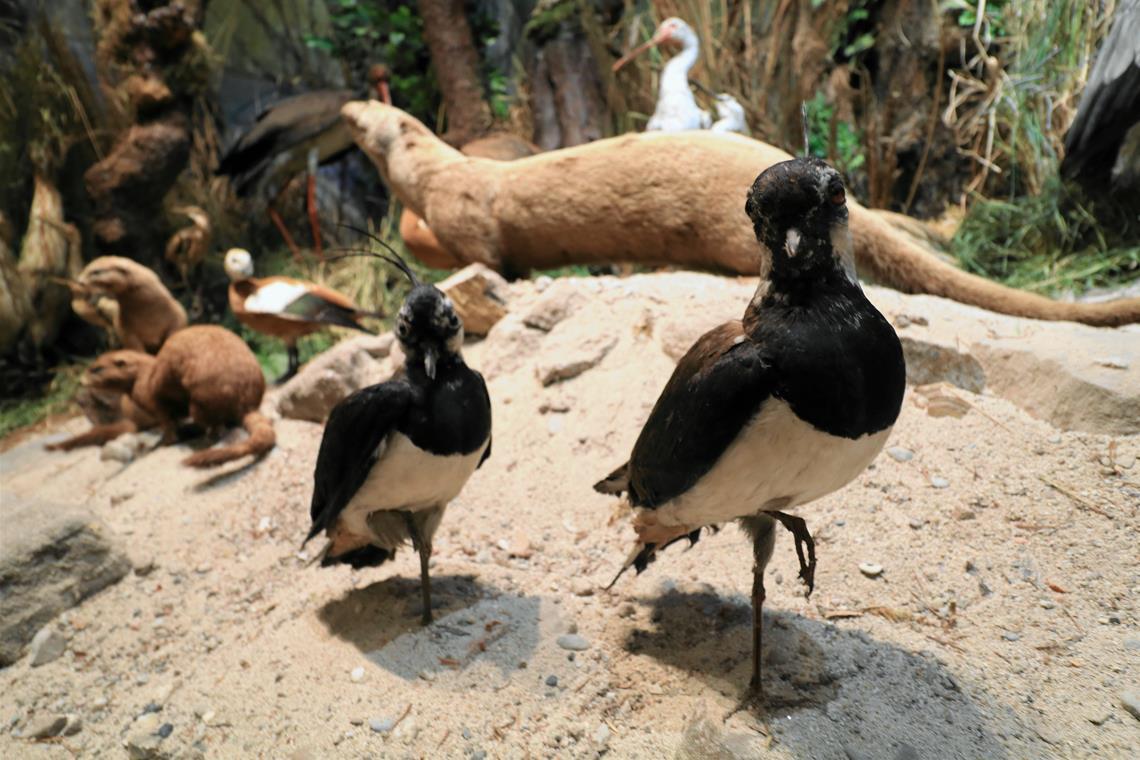 Im Carl-Schweizer-Museum gibt es viel zu verschiedenen Arten wie Vögeln zu erfahren. Es hat beim Tag des Schwäbischen Waldes bei freiem Eintritt geöffnet. Foto: Sebastian Kraemer