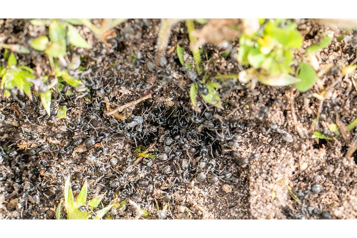 Im Kampf gegen die Insekten werde heißes Wasser unter die Platten der Spielanlage in die Ameisengänge gespritzt, um die Nester in bis zu einem Meter Tiefe zu erreichen, wie die Stadt berichtete.