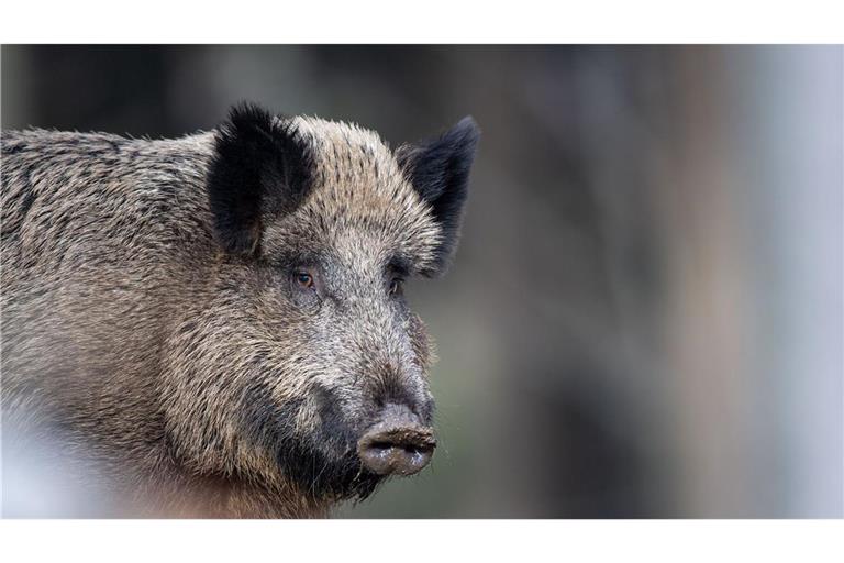 Im Kreis Aschaffenburg sind möglicherweise Wildschweine an der Infektion verendet. (Symbolbild)