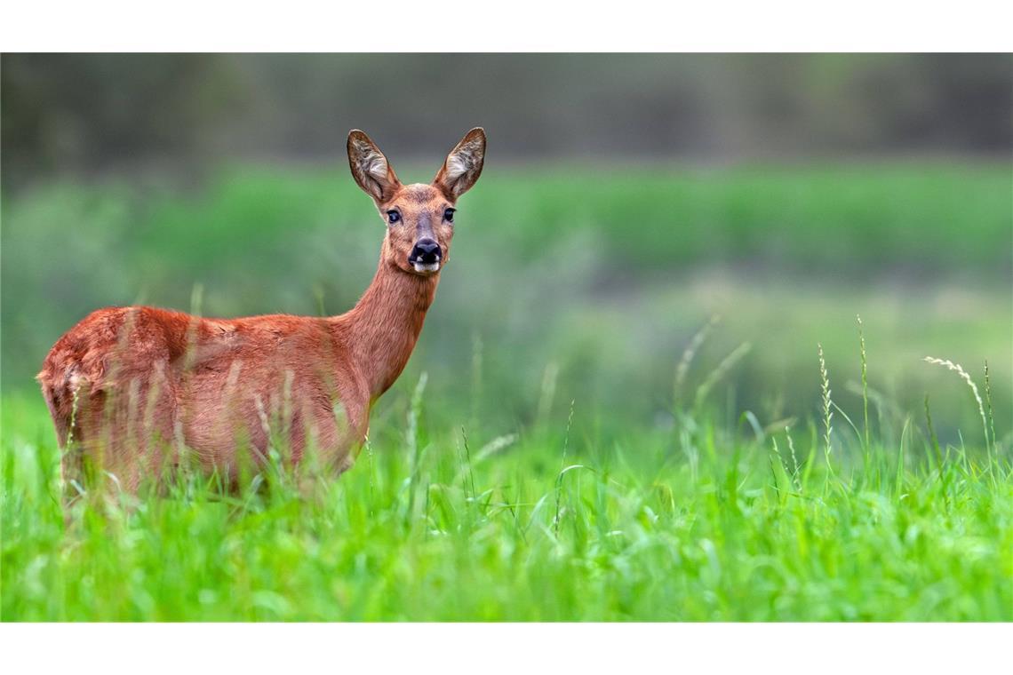 Im Neckar-Odenwald-Kreis sind rund 20 Wildtiere entkommen, weil unbekannte Täter das Wildgehege beschädigt haben. (Symbolbild)