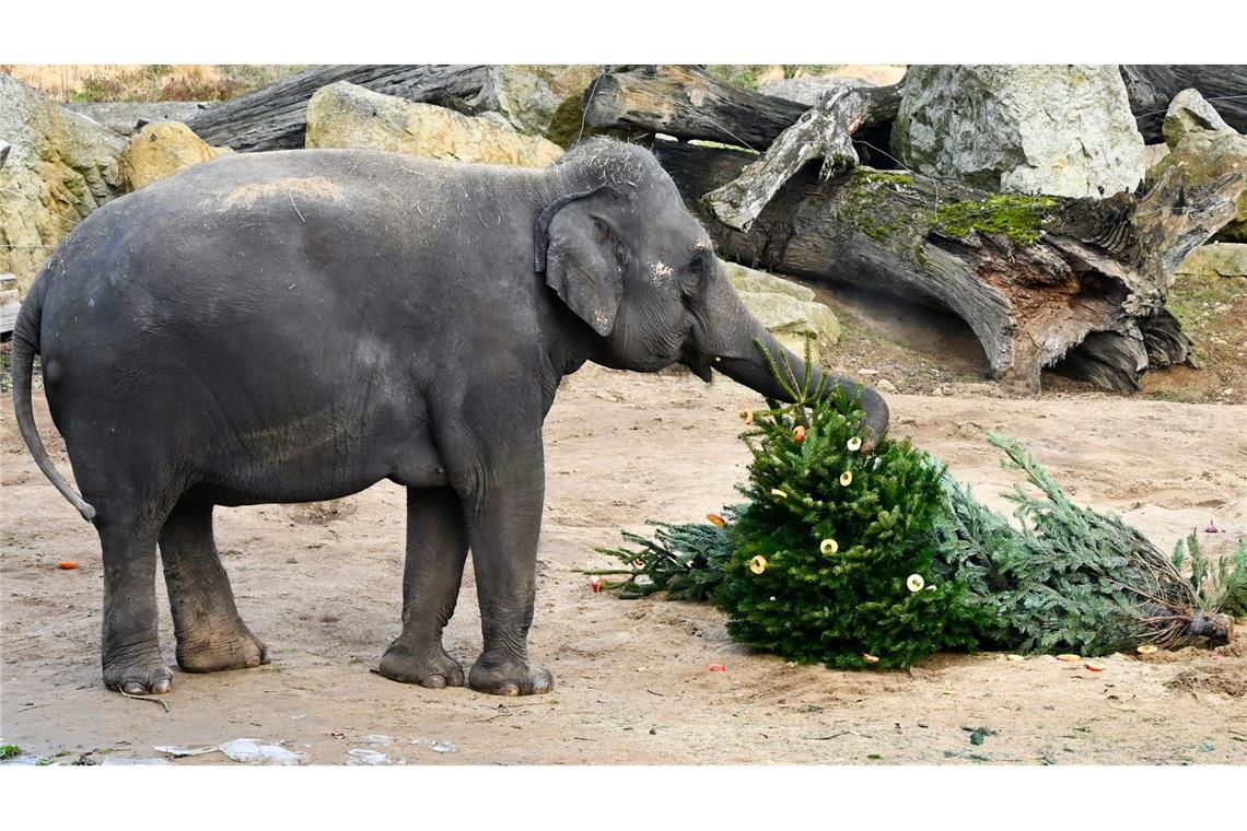 Im Prager Zoo: Ein Elefant knabbert an einem Weihnachtsbaum