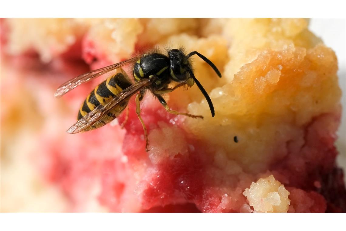 Im Spätsommer sind die Wespen besonders lästig, weil sie auf Suche nach süßer Nahrung sind.