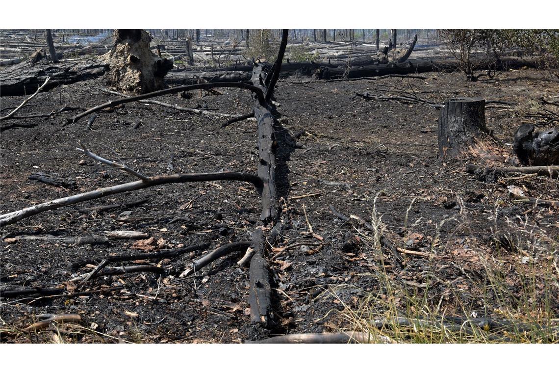 Im vergangenen Jahr brannten bei Jüterbog etliche Hektar Wald ab. (Archivbild)