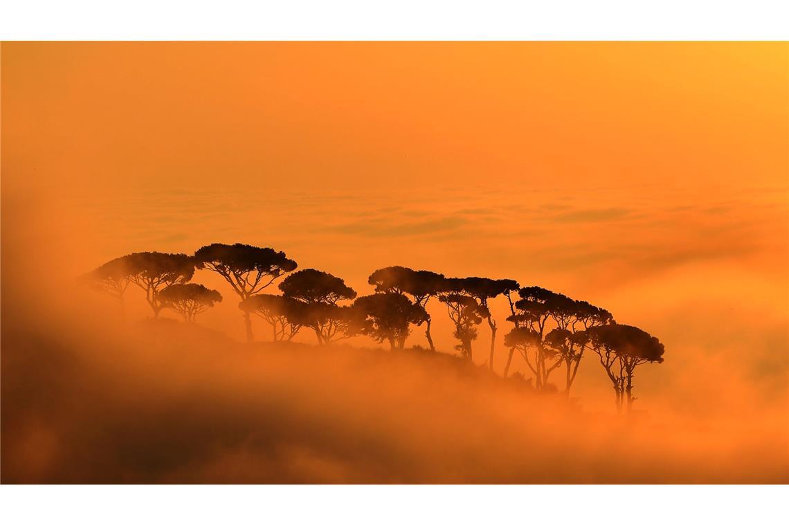 Imposanter Sonnenuntergang im Libanongebirge: Bäume stehen zwischen den orange-roten Wolken.