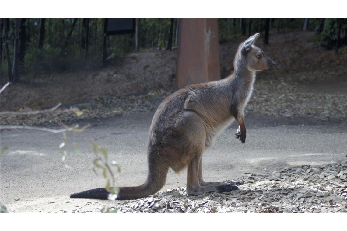 In Australien kommt es häufig zu Verkehrsunfällen mit Kängurus. (Symbolbild)