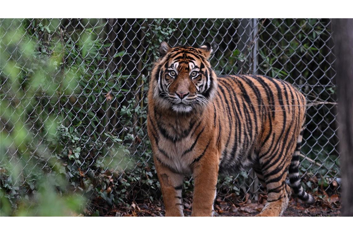 In dem Freizeitpark leben Sumatra-Tiger und Bengalische Tiger. (Symbolbild)