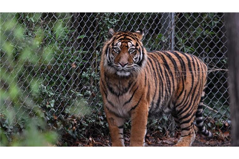 In dem Freizeitpark leben Sumatra-Tiger und Bengalische Tiger. (Symbolbild)