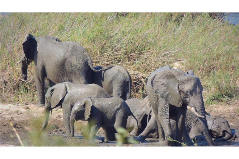 In dem knapp 20.000 Quadratkilometer großen Park können Touristen Elefanten und andere wilde Tiere beobachten. (Symbolbild)