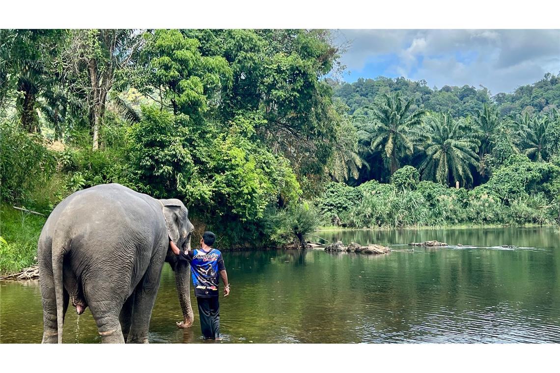 In den Zentren leben die Elefanten mit ihren Führern. Tierschützer beklagen, dass die Touristen die Tiere stressen. (Archivbild)