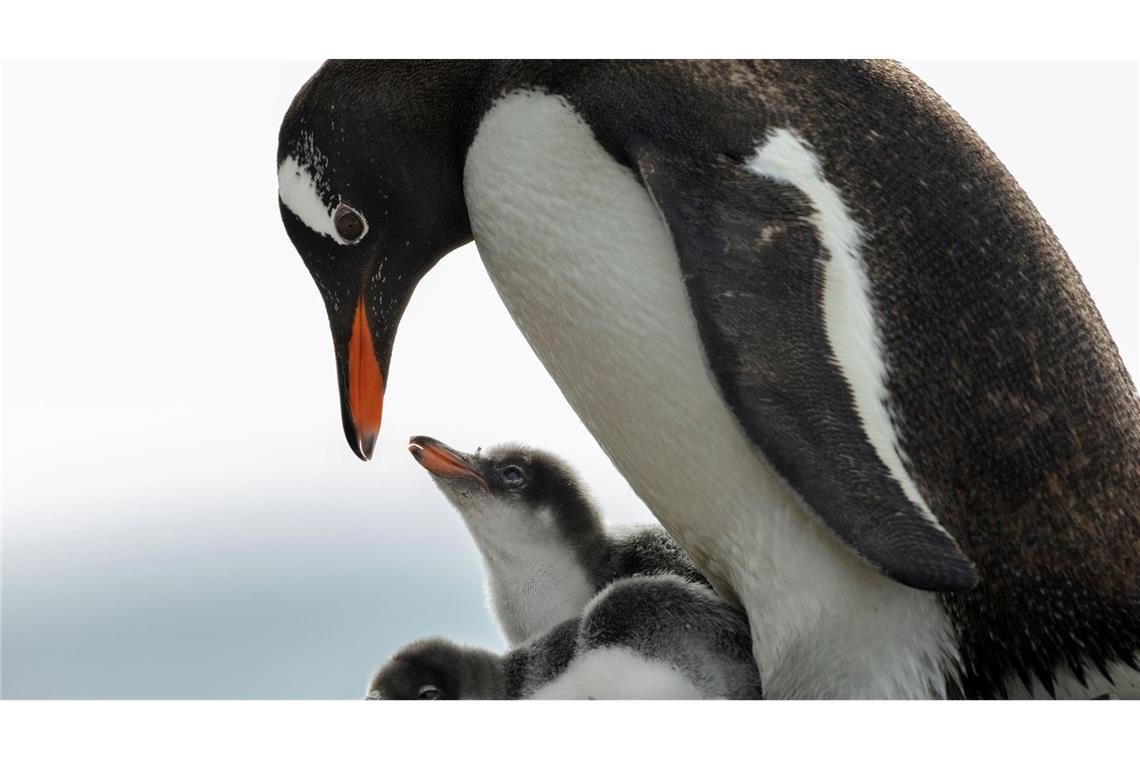 In der Antarktis leben Pinguin-Kolonien.