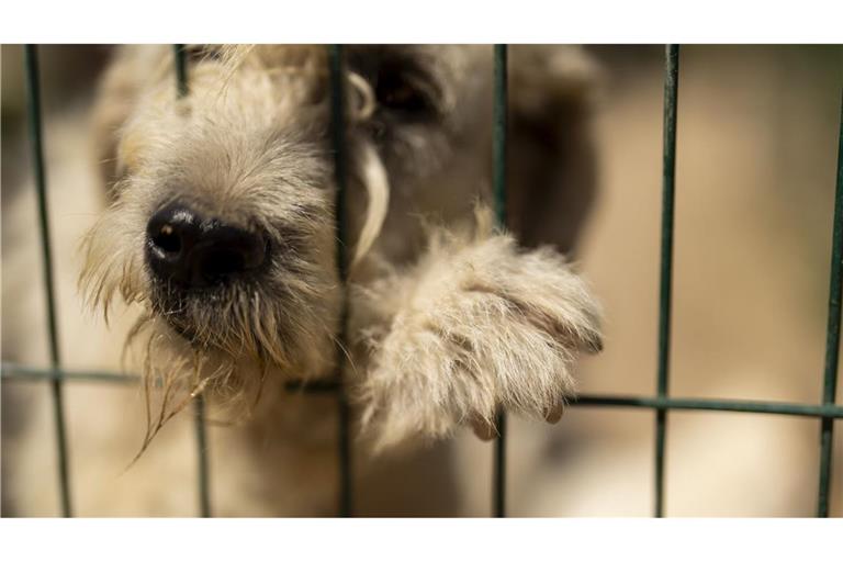 In der Türkei gibt es laut Regierung rund vier Millionen Straßenhunde.