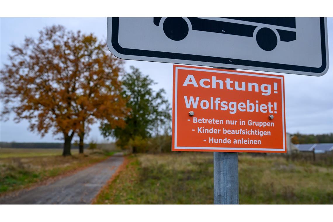 In Deutschland sind 209 Wolfsrudel nachgewiesen. (Archivbild)