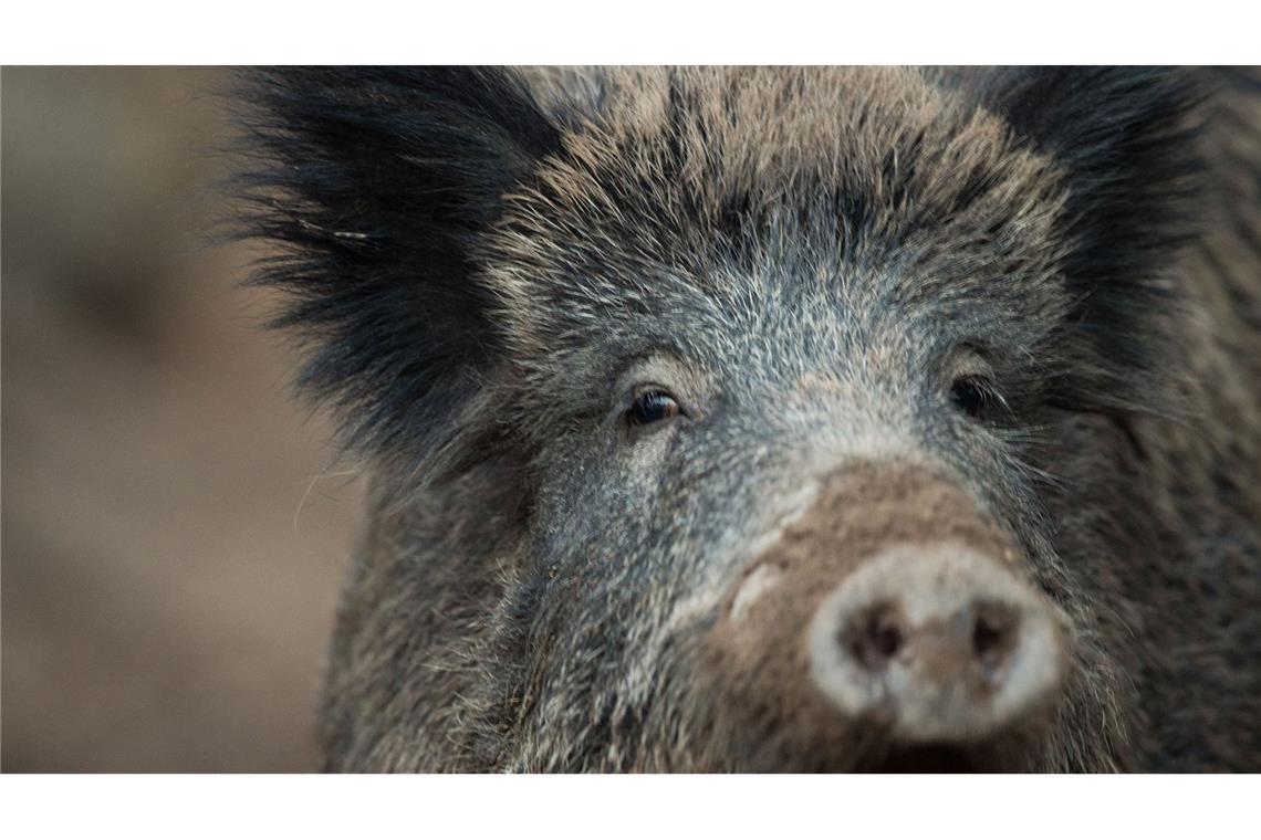 In Hessen und Rheinland-Pfalz gibt es zahlreiche Wildschweine, die positiv auf das Virus getestet wurden.