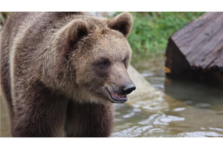 In Kroatien leben etwa 1000 Braunbären in freier Wildbahn (Symbolfoto).