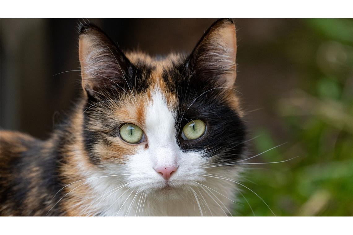 In manchen Bundesländern gibt es immer wieder Diskussionen, ob wildernde Katzen oder Hunde abgeschossen werden sollten. (Symbolbild)