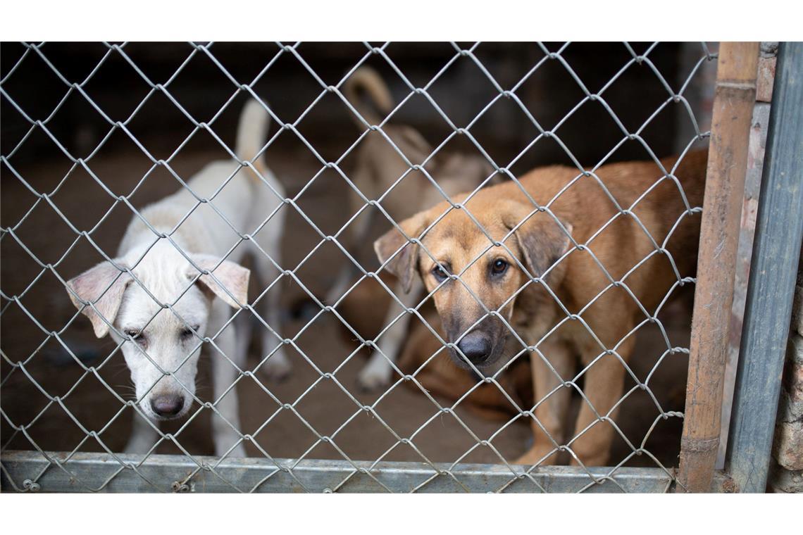 In solchen Betonzwingern werden junge Hunde gehalten, bis sie für den Handel bereit sind.