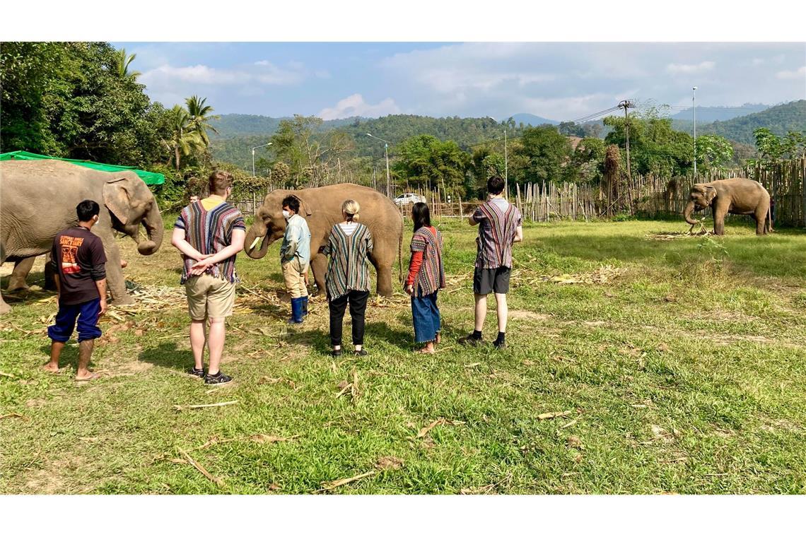 In thailändischen Elefantencamps kommen Touristen den Tieren ganz nahe. (Archivbild)