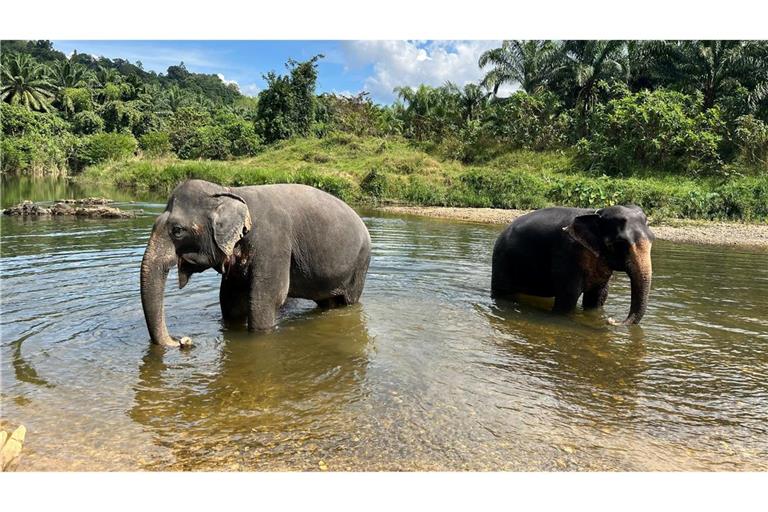 In Thailand leben derzeit mindestens 4000 wilde Elefanten. (Archivbild)