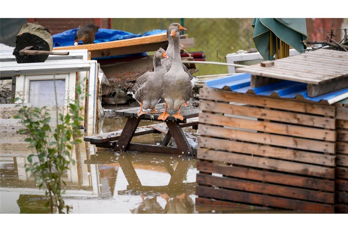 In Tschechien sind auch Tiere vom Hochwasser betroffen.